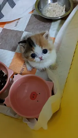 So cute #cutecat #pet #kucing #kitty #funny 