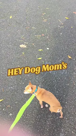 Hey Dog Moms ##foryourpage #foryou #dogs #petlabco #dogsoftiktok 