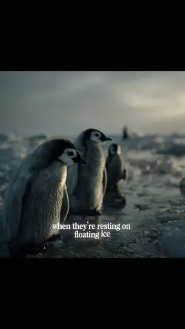 Why Orcas Are the most feared Creatures I’m the Ocean 🌊  #orcas #sealife #documentary #life 