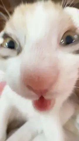So cute #cutecat #pet #kucing #kitty #funny 