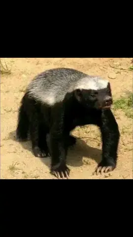 عسيلة أو غرير العسل #عسيلة#غريرالعسل#إكسبلورر#المغرب🇲🇦 