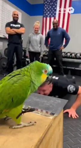 One! Two! Three! and a Half 😁 Parrot counting push-ups. #talkingparrot #funnyparrot #cops #funny #foryoupage 