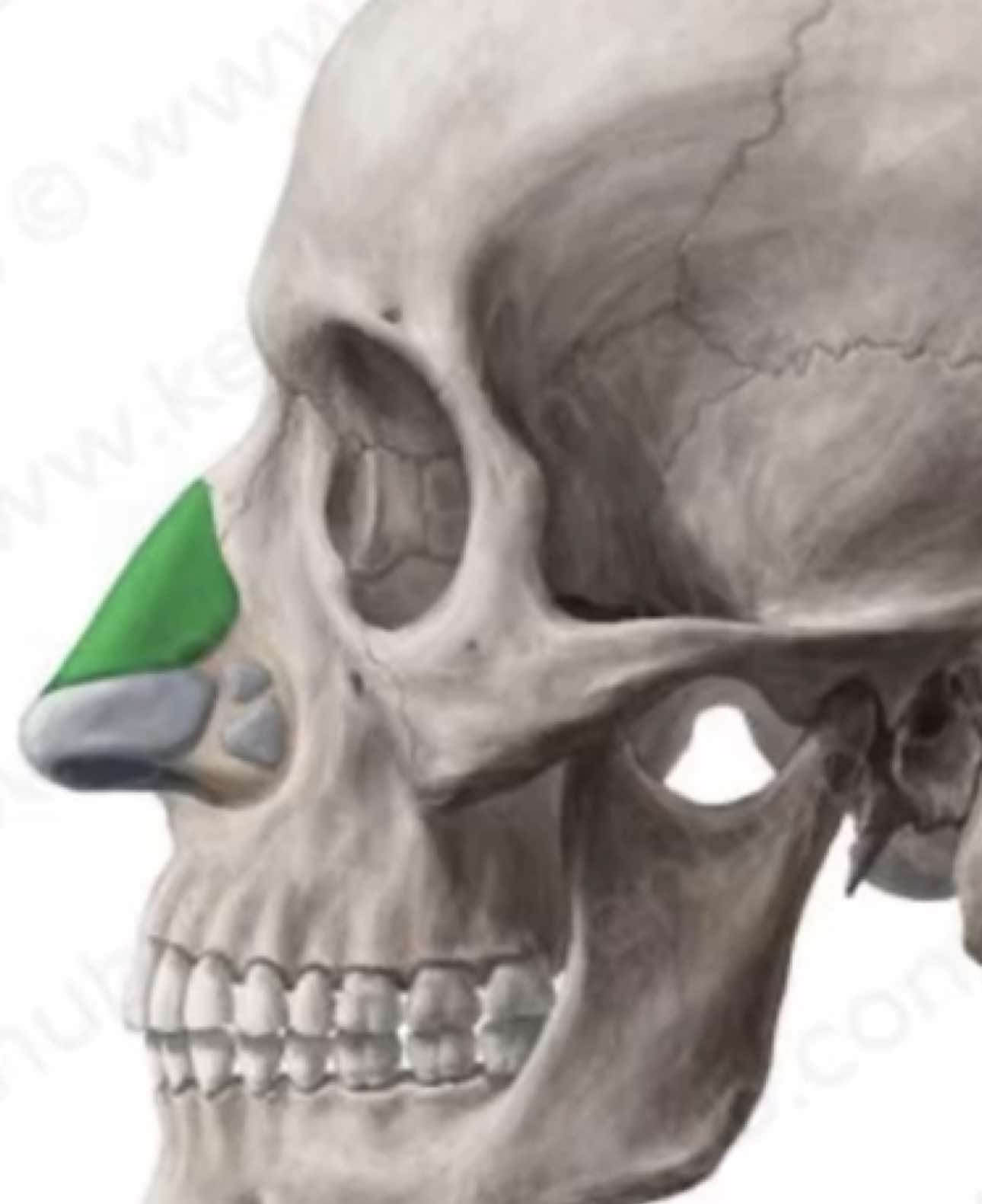 Roman noses can look cool too ig post your noses in the comments #model #looks #bp #fashion #mog 