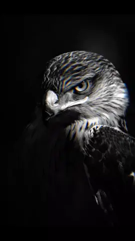 #خرب_مراجلكم🤦 #العراق_السعوديه_الاردن_الخليج #اكسبلورexplore #حسين_غانم #فيصل_بن_حسين 