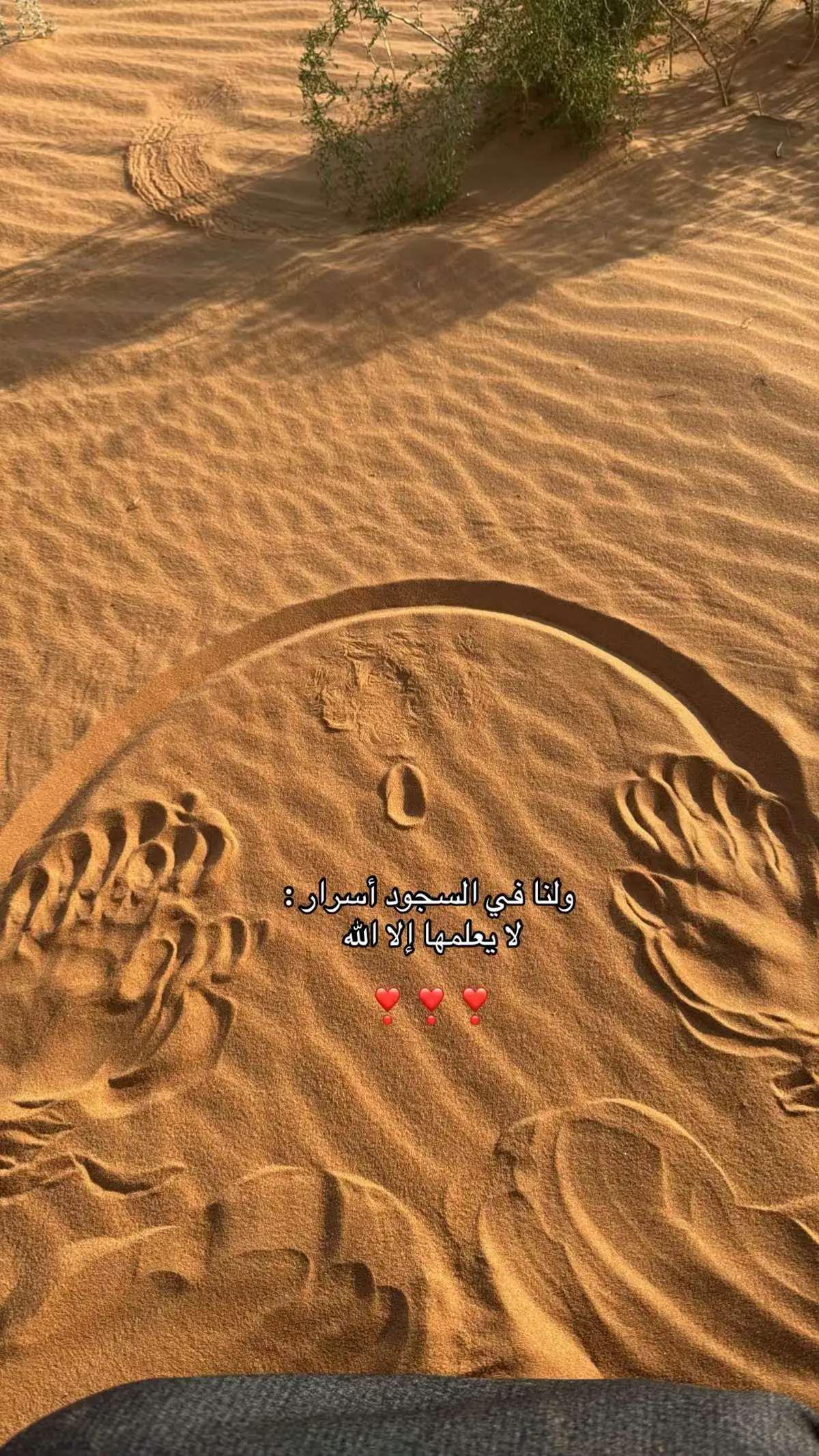 #الجوف #الشعب_الصيني_ماله_حل😂😂 #السعودية🇸🇦 @مملامح 