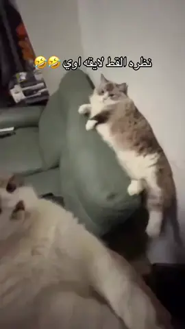 😂😂😂😂😂😂😂#fa #fffffffffffyyyyyyyyyyypppppppppppp #