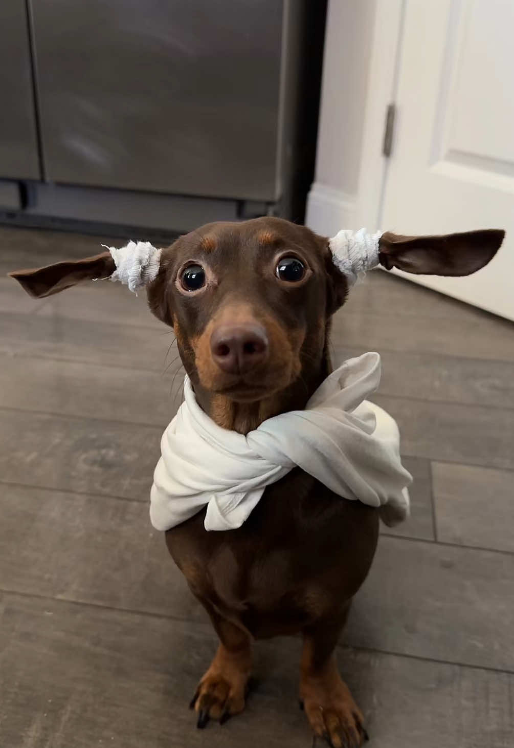 Dobby Bobby lol😆 #dog#fyp#dachshund#weinerdog#pet 