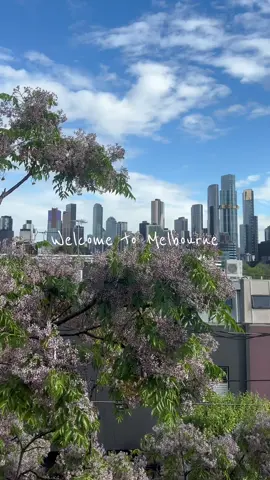 Enfin arrivée 👀🐨 #melbourne #australie #australia #pvtaustralie #pvt 