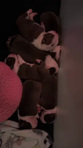 Right now the puppies are still blind and deaf, so I try to wake them up gently. It’s immediate chaos! 🤭 #bostonterrierpuppies #bluebostonterrier #bostonterrier #bostonterriersoftiktok #bostonterrierlovers 