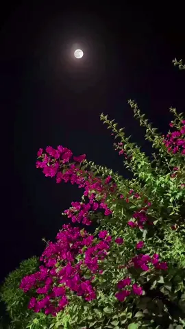 #قمر #فولو🙏🏻لايك❤️اكسبلور🙏🏻🌹💫 #تصويري #اكسبلورexplore 