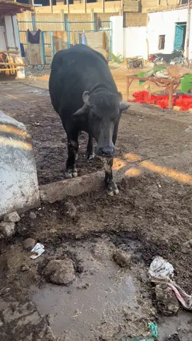 #tecnologia #bhainscolony #foryou 