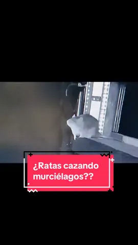 Alemania acaba de descubrir algo que nadie esperaba 🐀💥 #ratas #murcielago #alemania #viral #parati 