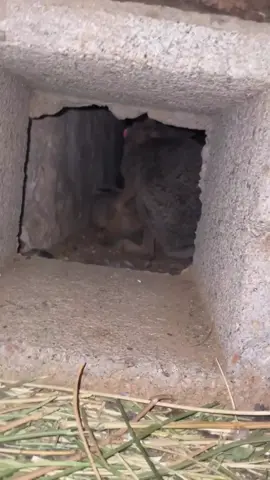 #حياة_برية #ارانب_بريه #محمية #ارانب #طبيعة 