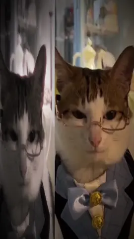 #baobao #catsoftiktok #unclecat #baobaocat #unclebao @Izy 