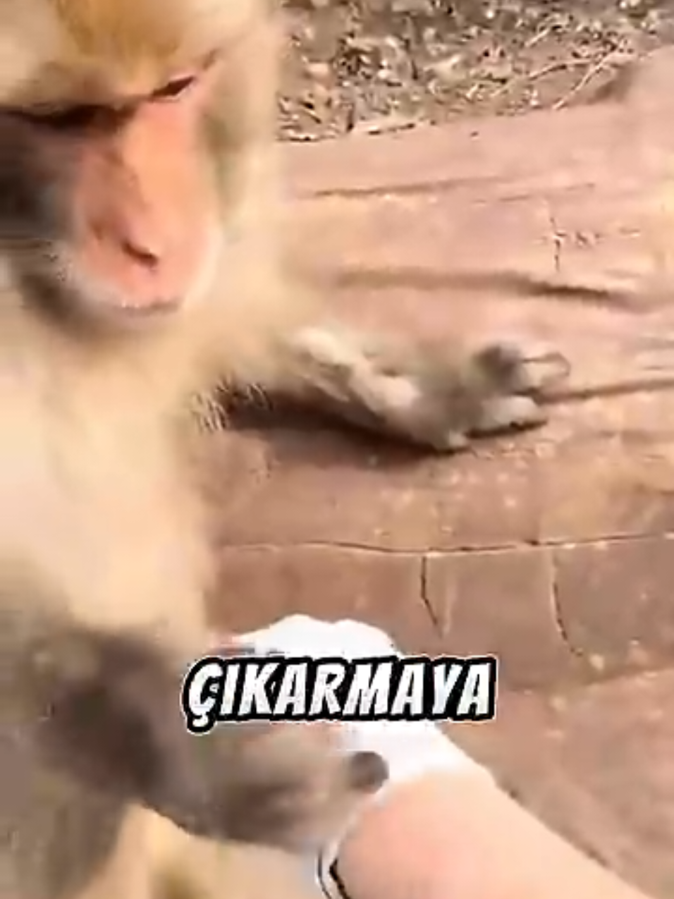 Dikenleri Tek Tek Çıkaran Doktor Maymun! 👏 #ilginçbilgiler #bilgi #ilginç #keşfet #fyppppppppppppppppppppppp 