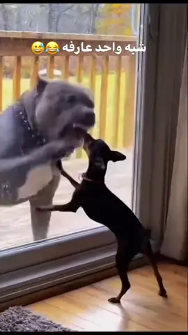 #مشاهدات #اكسبلور #viral #tiktok #فديوهات_مضحكه😂 