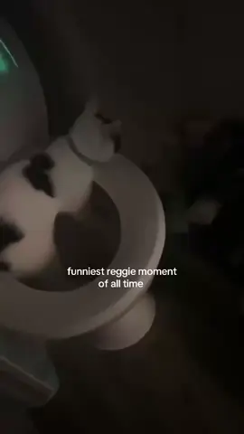 before the cat police come for me he was fine, he still does this and he is taken out as soon as we hear the splash 🐱  #funnycat #cat #fyp 