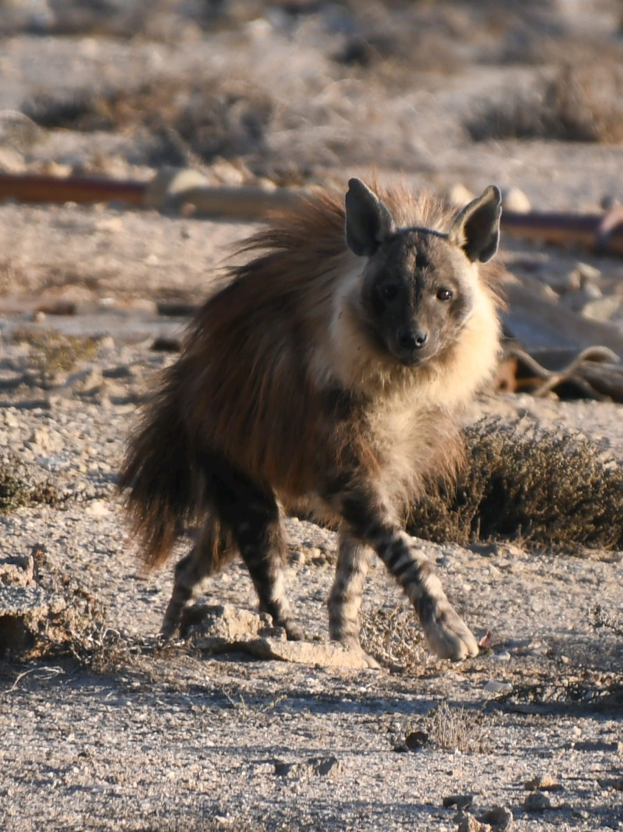 💚🇳🇦 Calm, gentle, beautiful - these are adjectives you probably wouldn't use to describe a hyena. And to be fair, Spotted Hyenas can be quite the opposite (except they are beautifull too, of course 😉) - but Brown Hyenas are truly calm and gentle. This female is called Ellis and really was not interested or intimidated by our presence. 🙌🏼 Life out here is extremely harsh, all energy and resources need to be spent carefully. Brown Hyenas see us humans as other predators, which they usually prefer to avoid. This is why I was extremely lucky that Ellis came so close to me. I was sitting against a wall of this old mine building and I was quiet - a clear sign that I am not a threat. 🥰 What an incredible moment and what a beautiful animal. 🐾💚 #brownhyena #hyena #animallover #wildplanet #africanwildlife 