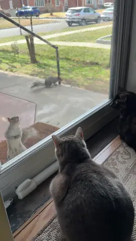 Please, continue. #kronk #catsoftiktok #emperorsnewgroove #catsarefunny #squirrel 