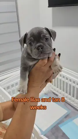 #frenchbulldog #frenchi #frenchie #frenchiesoftiktok #dog 