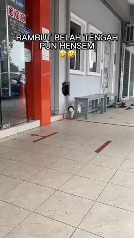 #catlover #kucingfyp 