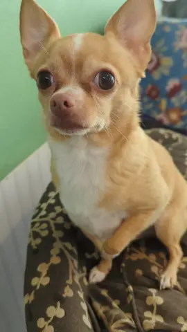 Yes she is 🤍💛 #dogsoftiktok #chihuahuasoftiktok #fypシ #cute #viral 