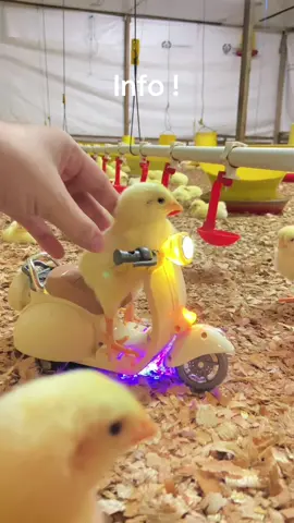 Info gimana bw loncat 1 Hari 🫩🤣🫵🏻 #masukfypmu #4u #chiken 