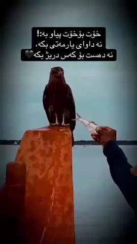 #هەردەم#پیاوبە🦅 