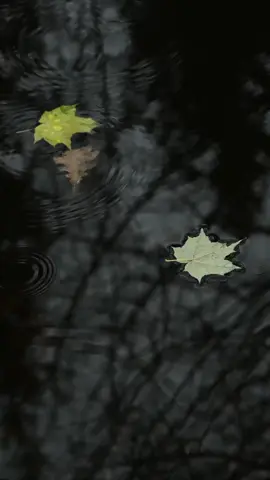Опять дождливый романтичный осенний день.. #relax#nature#aumnvibes#nikoncreators