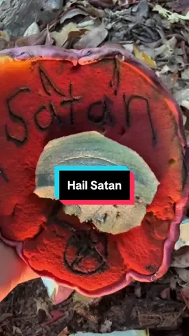 Hail Satan 🤘👹 These impressively pink fat bottomed bulbous boletes are #SatansBolete #Rubroboletuseastwoodiae, similar but distinct from their European counterparts. I don’t care if you agree with me or not, but Satan’s Bolete is a general name for the genus Rubroboletus (deal with it Debbie). This species tends to fruit in fall-winter in association with oaks here on the west coast. They impressive large chunky mushrooms with a pinkish cap, red to orange pores, reticulation on the stipe, and will stain blue when handled. The blueing reaction on the flesh is relatively slow and doesn’t get super dark compared to other blue staining boletes. The purpose of me cutting up this mushroom is as a demonstration of the texture, staining reaction, and to give details on the morphology. . Despite their alluring and potentially delectable appearance, Rubroboletus are toxic! They contain a heat stable peptide called Bolesatine that can inhibit protein synthesis (similar to amatoxins) and cause blood clumping (which can be fatal). Fatalities from consuming these mushrooms are rare, but it has happened.  . There are other red-pored boletes that look similar and are edible. Familiarize yourself with Suillellus and Neoboletus - pay attention to the texture of the stem, the color of the pores, and how fast the blueing reaction occurs to help differentiate them. More posts on this coming soon! . You like that, don’t you Satan 😈🫦 . . . #mushroomidentification #mycology #Rubroboletus 