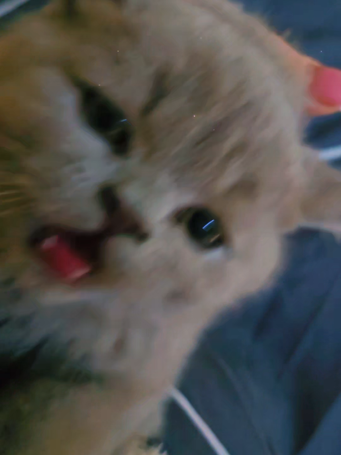 Бой без правил))) #Буся#котик#кошка#питомец 