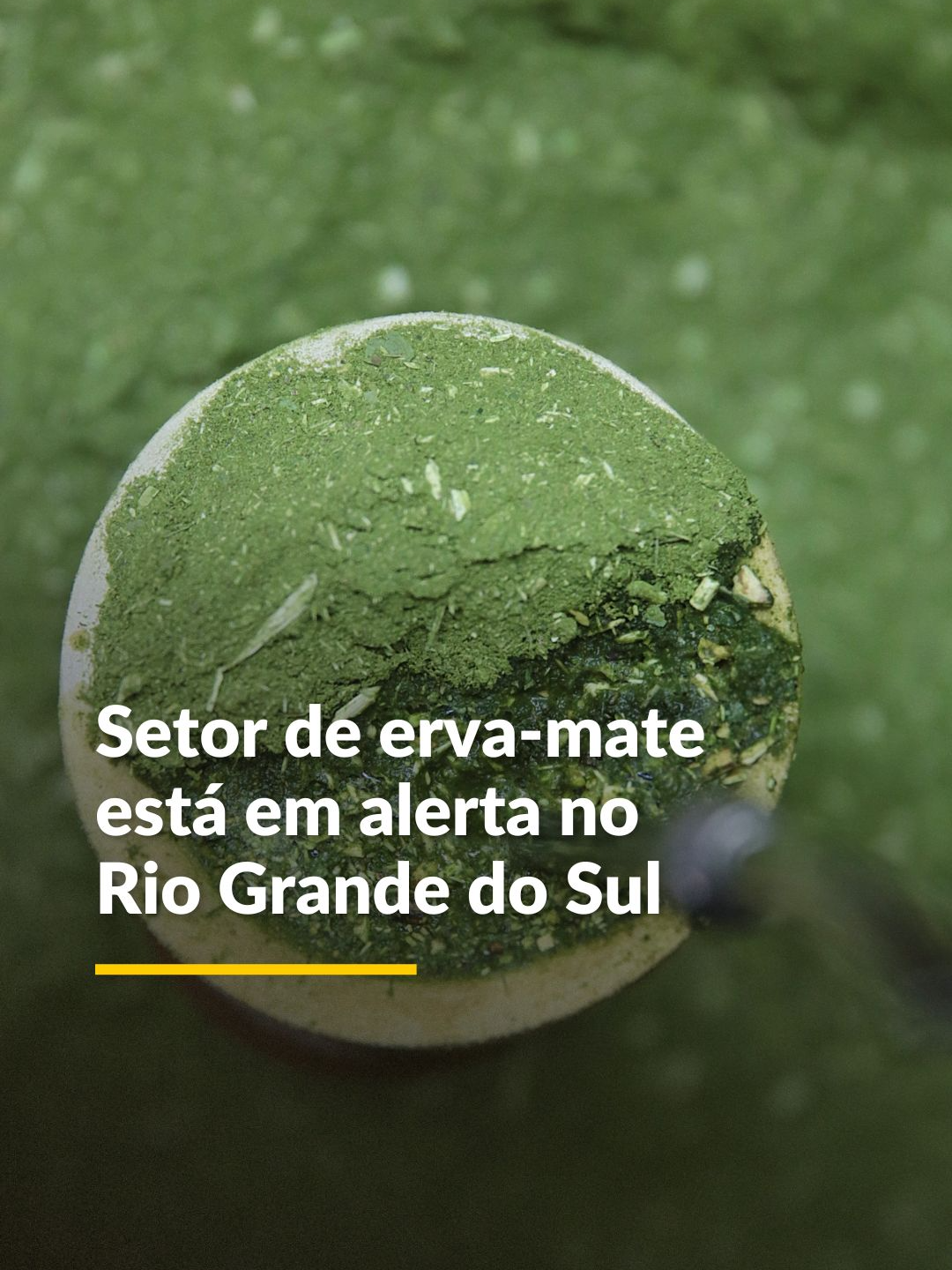 ALERTA NO SETOR DE ERVA-MATE🧉A falência de uma das indústrias mais tradicionais de erva-mate do Rio Grande do Sul expõe a crise no setor ervateiro. O consumo de chimarrão caiu nos últimos anos, passando de 11 para 9 quilos por pessoa, e a oferta maior que a procura tem afetado a indústria. Confira no vídeo! ⏯️ Para saber mais sobre os desafios e as oportunidades, acesse a reportagem na íntegra no site e app de GZH. 📹 @_bruolive e @rafaknevitz