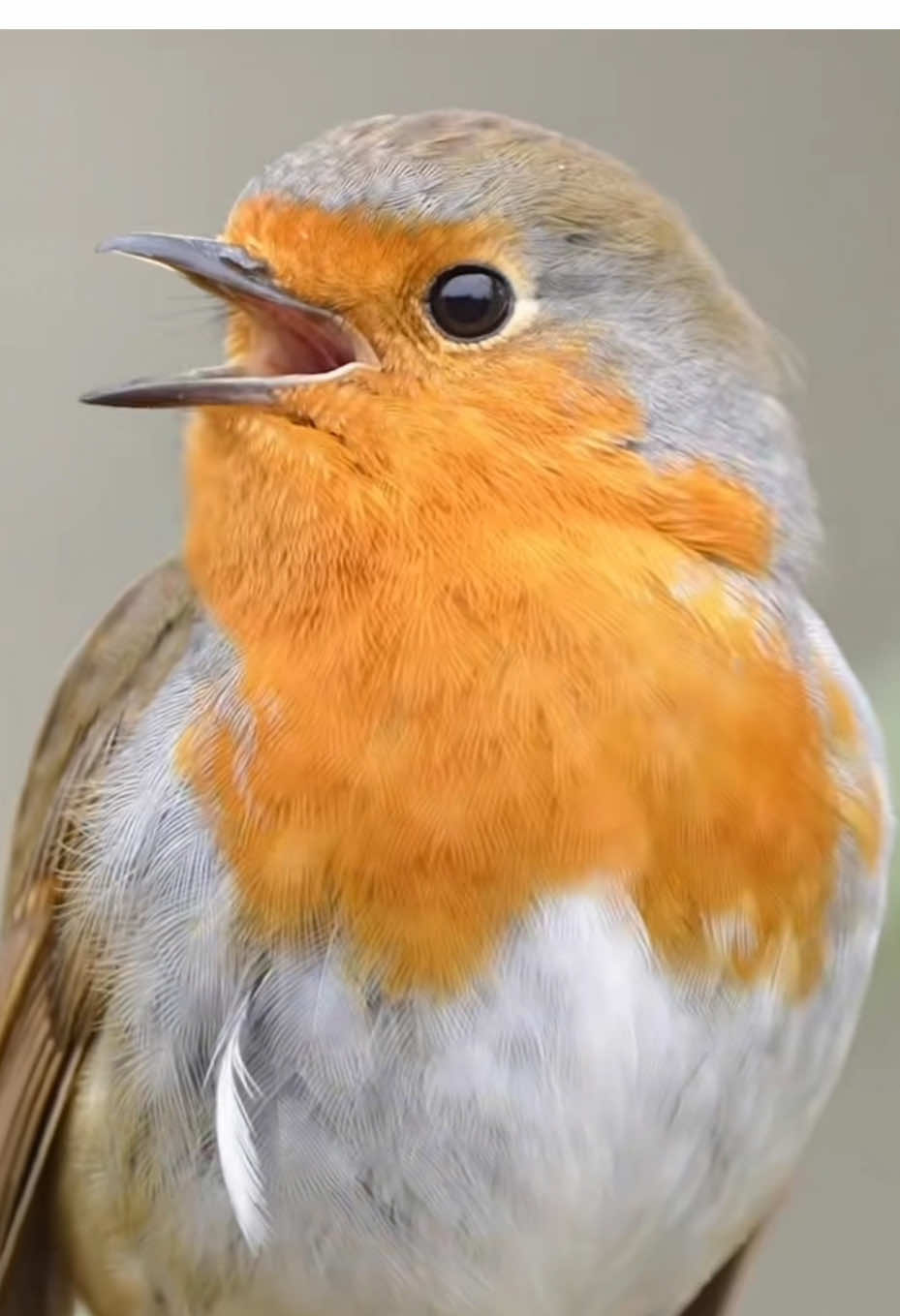 Wonderful sounds of nature’s beautiful birds #birdsoftiktok #animalsounds #amazinganimals #wildlife #animalworld 