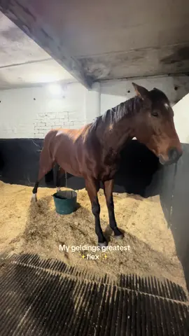 Do you think he knows he’s saving me a job 🤷‍♀️ #horses #equestrian #workinglife #horsetok #fyp