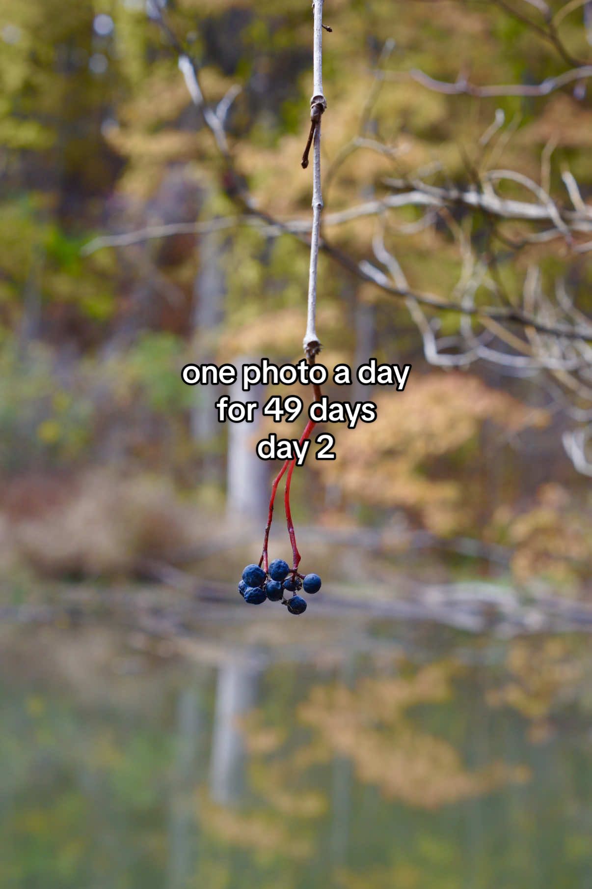 DAY TWO! today i struggled with the expectation of what i thought i wanted to capture and realized that this challenge is going to force me to surrender expectation. and isn’t that what’s so beautiful about nature? anything can happen at any time. inspiration can hit you in the most unexpected ways. also just a note: i’m PRETTY SURE this is a nanny berry but there is a very similar look alike known as woodine. however, because i only took a single photo (lol) i can’t be 100% sure on my identification without looking at the foliage of the rest of the plant. #greenscreen 