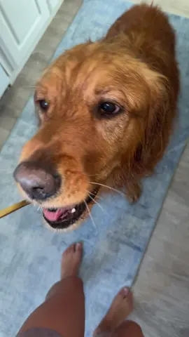 #goldenretriever 