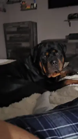 #foryourpage #rottweilersoftiktok #minnesota #dogsoftiktok #minnesota 