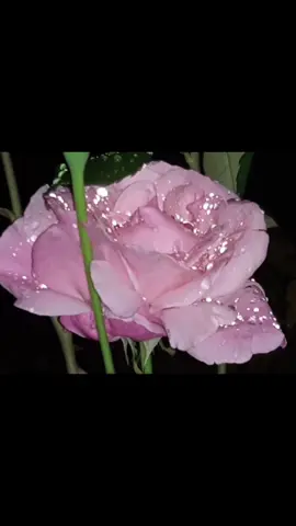 Как бы я не обожала бал вампиров, оригинал этой песни моя любовь до гроба, она SO глубокая #бал_вампиров #балвампиров #tanzdervampire #totaleclipseoftheheart #старыепесни 