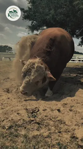 Hallo Sobat Ternak! Bimo ada info nih! Sudah pernak dengar tentang Sapi Hareford belum sobat ternak? Sapi Hereford adalah salah satu ras sapi potong paling terkenal di dunia! 🌍 Berasal dari daerah Herefordshire, Inggris, sapi ini dikenal dengan tubuhnya yang padat, kuat, dan mudah beradaptasi di berbagai kondisi lingkungan. ✨ Ciri fisik khas Hereford: Warna tubuh merah kecokelatan dengan kepala, dada, perut, dan kaki berwarna putih 🧡🤍 Badannya berotot, besar, dan proporsional menandakan kualitas daging yang tinggi Tanduk kecil melengkung ke depan (atau bisa juga tanpa tanduk, tergantung varietas) Sifatnya jinak dan mudah ditangani, cocok untuk peternak pemula 🌿 Perkembangan dan keunggulan: Hereford sudah dikembangkan di berbagai belahan dunia — dari Amerika, Australia, hingga Asia. Mereka dikenal tahan terhadap cuaca ekstrem dan mampu beradaptasi di daerah dengan pakan yang tidak selalu melimpah. Selain itu, pertumbuhan cepat dan efisiensi pakan menjadikannya pilihan utama untuk produksi daging berkualitas tinggi dengan marbling yang bagus 🍖 🇮🇩 Daya tarik untuk Indonesia: Dengan iklim tropis yang beragam, Hereford punya potensi besar jika dikembangkan di dataran tinggi atau daerah sejuk di Indonesia. Mereka bisa membantu meningkatkan produksi daging nasional sekaligus memperbaiki kualitas genetik sapi lokal lewat program persilangan 🧬. #peternakmuda #peternak #peternaksapiindonesia #sapi #sapijumbo 