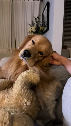 pov: dad found the spot 😂 #goldenretriever #funny #dogsoftiktok #dogmom 