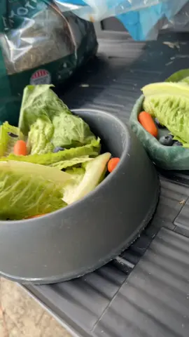 Time for Breakfast!!! 🥗🥬🐰🐰🐰🥰#holandlopbunny #cuteanimals #blessed #breakfastbunnybash #bunniesoftiktok 