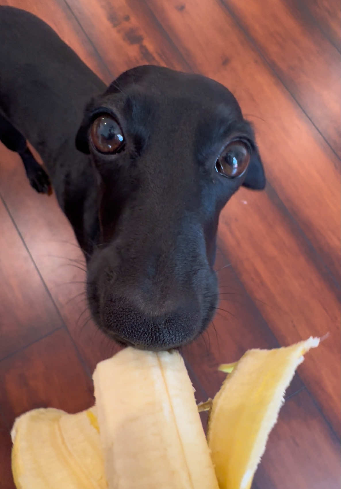 Replying to @.PanPan.02 Gia love bananas!!! 🥰🍌 #dachshundsoftiktok#dachshund#fruitbat#sausagedog 