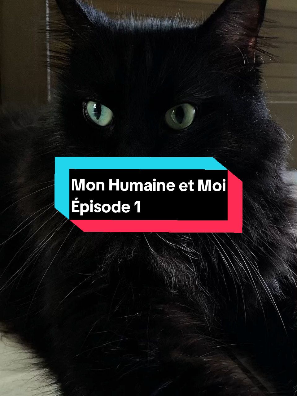 Partie 1| Bienvenue dans ma cat-team 🤣🐾 J'ai envoyé mon humaine visiter @Donuts Delice, quel endroit vous aimeriez qu'on visite prochainement ?😋 L'agence pour laquelle je travaille 🤩 @Agence StratVibe Bj   Storytelling Vidéos Agence STRATVIBE Cat Life Content Idea TikTok Cat Creator Search Insight 2025 #decouverte #tiktokbeninois🇧🇯 #blackcat #storytime #funny 
