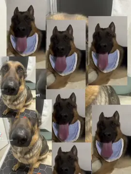 #dogwhining #fyp #meme #viral #tiktok 