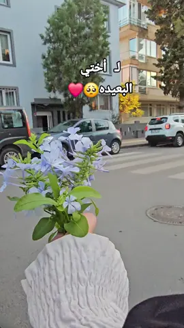 #اختي #مشن_شخص_غالي_عليك #منش#اختي #اختي_حياتي_رفيقتي_نبض_قلبي♥️😘 