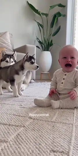 Look What the Mom Dog Does to Her Puppy When the Baby Cries! 😭🐶 #baby #puppy #cute #fyp 