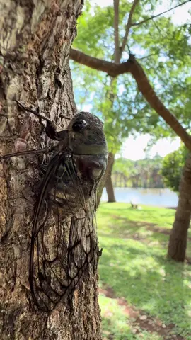 Boa noite! #zonarural_go #cigarra 