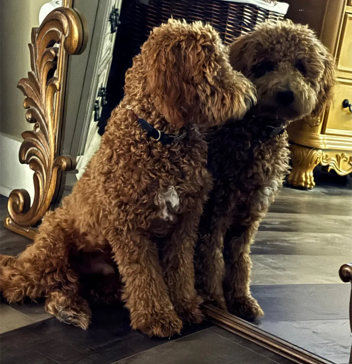 #doodlesoftiktok #goldendoodle #goldendoodlesoftiktok #dogsoftiktok #dog 