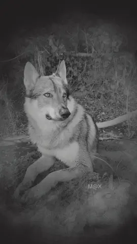 # Zagor # CLC # My Wolf # Maturare significa scegliere la calma invece del caos # M@X-Wolf TikTok # Instagram # Facebook # Sostieni WWF # Perte # foryou # foryoupage # fup # 