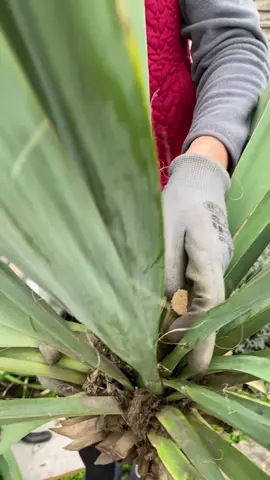 Дивується, чому такий великий кущ юки, один раз зацвів, і не цвіте вже кілька років поспіль… А причина — ось в чому 👇 Після цвітіння старий кущ потрібно обрізати під корінь. Ось так! І попрощатися із цим старим кущем юки назавжди  #ю#юкаб#багаторічникис#садд#дачаквіти 